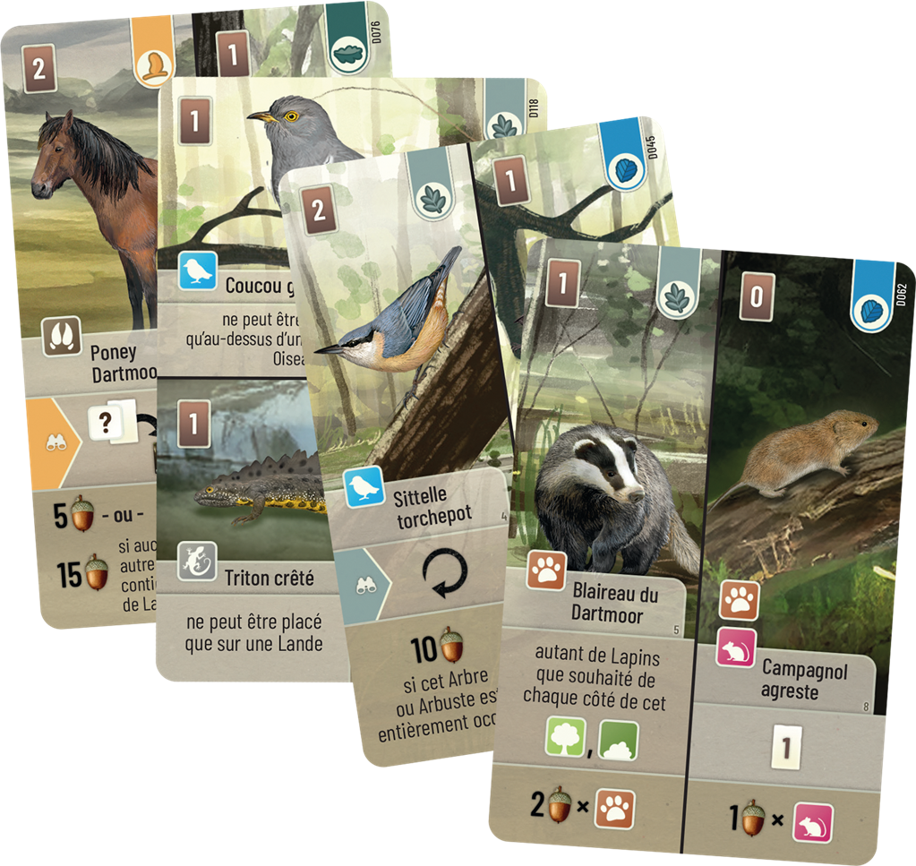 Forêt Mixte : Dartmoor Forêt Mixte : Dartmoor